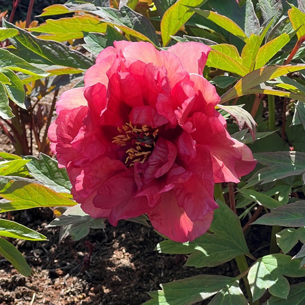 Tree Peony Norgate Pink Tree Peony Norgate Pink