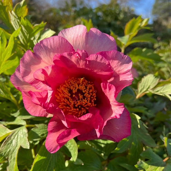 Tree Peony Norgate Pink Tree Peony Norgate Pink