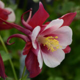 Aquilegia Earlybird Red And White Aquilegia Earlybird Red And White