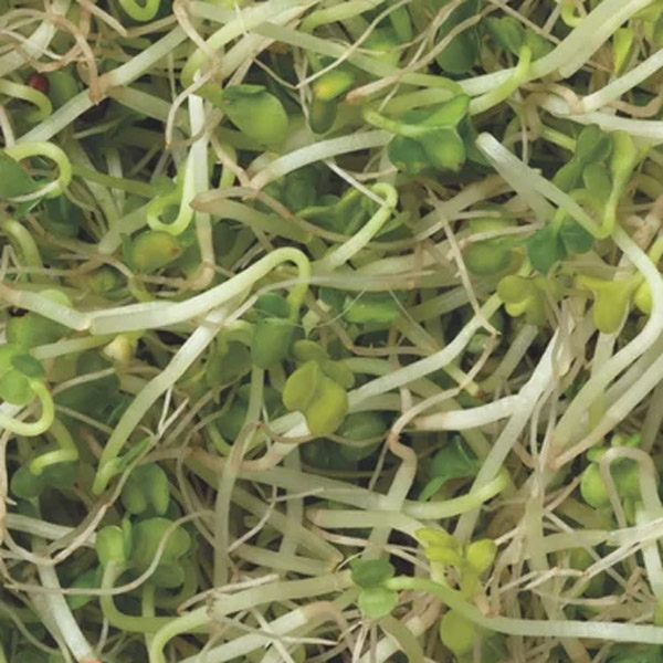 Seed – Broccoli Sprouts Seed – Broccoli Sprouts