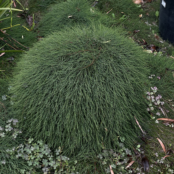 Casuarina Shagpile