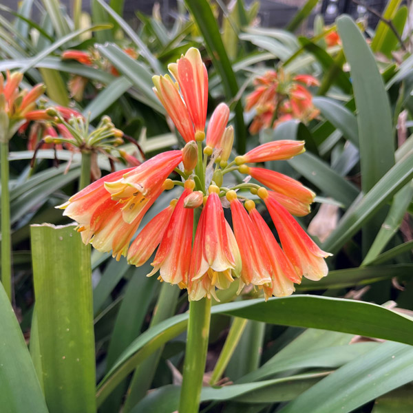 Clivia X Cyrtanthiflora Clivia X Cyrtanthiflora