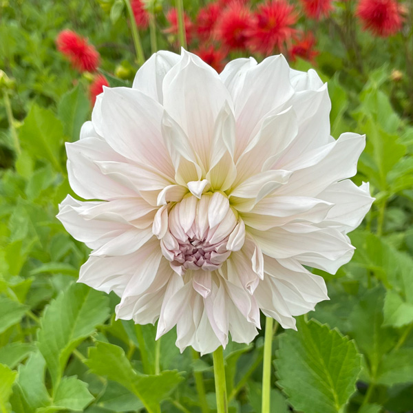 Dahlia Frappe Dahlia Frappe