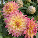 Dahlia Pkdahdwh Dr Who - Garden Express Australia