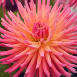 Dahlia Pkdahwma Winkie Mark - Garden Express Australia