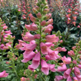 Digiplexis Flamingo P68digfla - Garden Express Australia