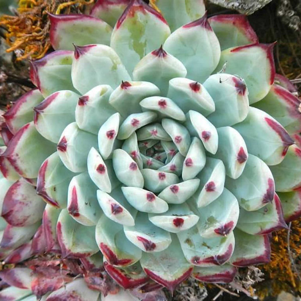 Echeveria Colorata X Lindsayana Echeveria Colorata X Lindsayana