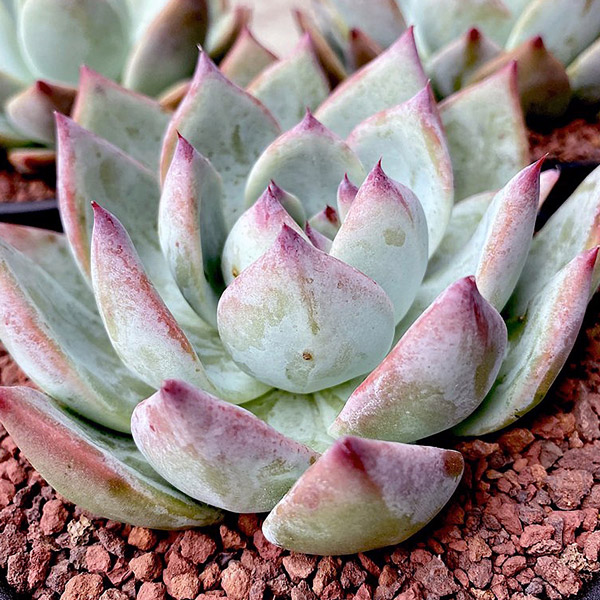 Echeveria Colorata X Lindsayana Echeveria Colorata X Lindsayana