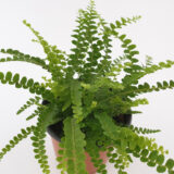Fern Duffii Fern Duffii