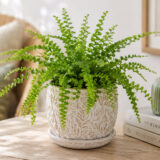 Fern Duffii P68ferduf - Garden Express Australia