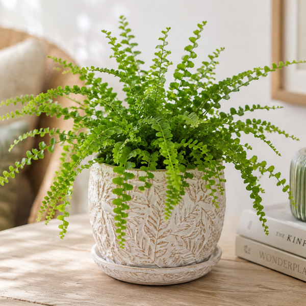 Fern Duffii Fern Duffii