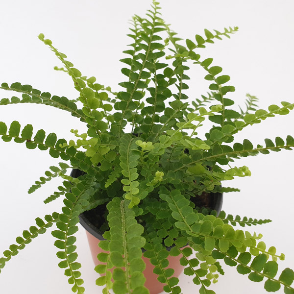 Fern Duffii Fern Duffii