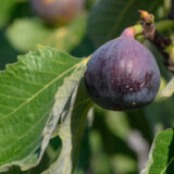 Fig Sweet Temptation Trefigstm - Garden Express Australia