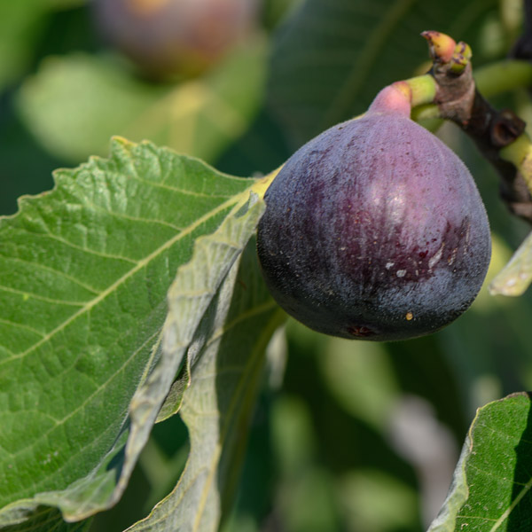 Fig Sweet Temptation Fig Sweet Temptation