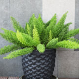 Foxtail Fern- Asparagus Myersii Foxtail Fern- Asparagus Myersii