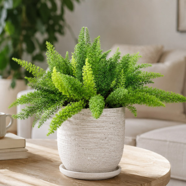 Foxtail Fern- Asparagus Myersii Foxtail Fern- Asparagus Myersii