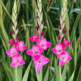 Glamini Gladioli Lizzy - Garden Express Australia