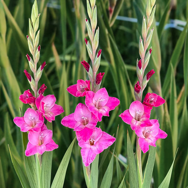 Glamini Gladioli Lizzy Glamini Gladioli Lizzy