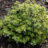 Herb Thyme Lemon Variegated P68hertlv - Garden Express Australia
