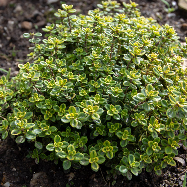 Herb Thyme Lemon Variegated Herb Thyme Lemon Variegated