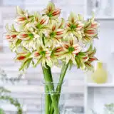 Hippeastrum Cleopatra Pkhipcle - Garden Express Australia