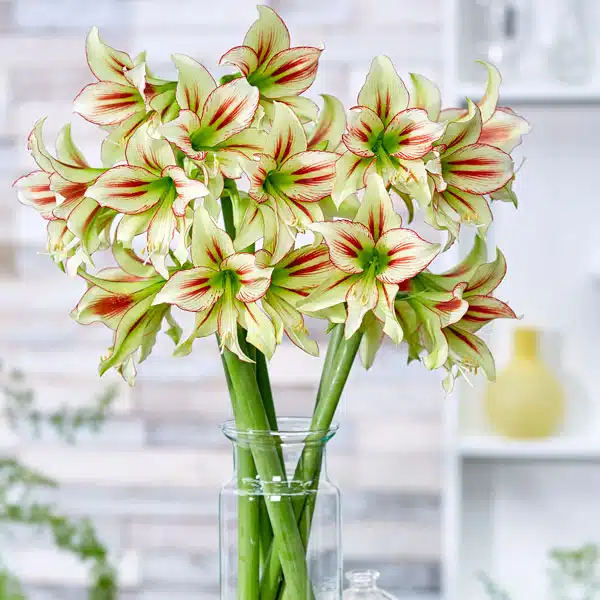 Hippeastrum Cleopatra