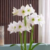 Hippeastrum Costa Blanca