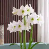 Hippeastrum Costa Blanca Pkhipcbl - Garden Express Australia