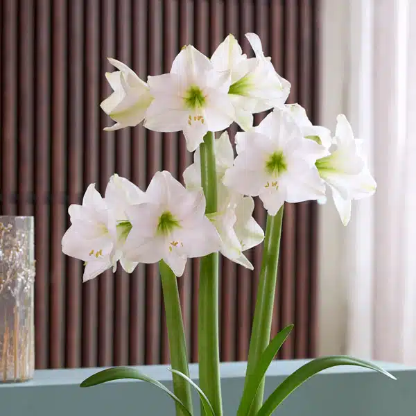Hippeastrum Costa Blanca Hippeastrum Costa Blanca