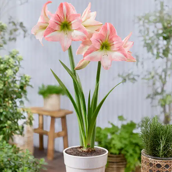 Hippeastrum Fay Hippeastrum Fay