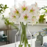 Hippeastrum Geisha Pkhipgei - Garden Express Australia