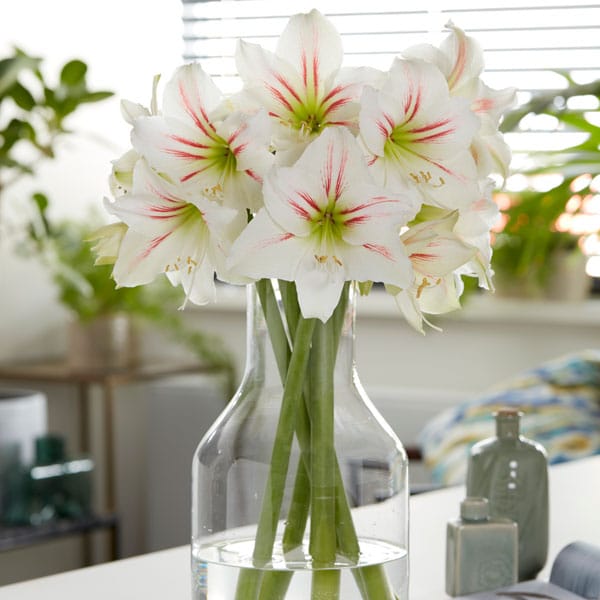 Hippeastrum Geisha Hippeastrum Geisha