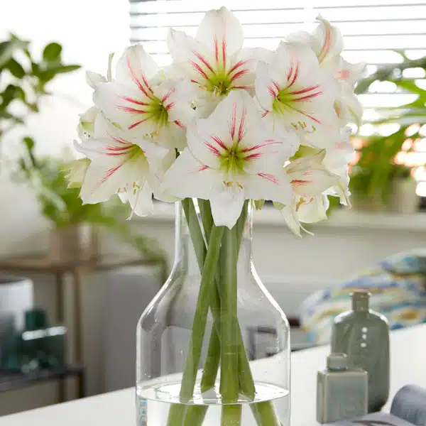 Hippeastrum Geisha