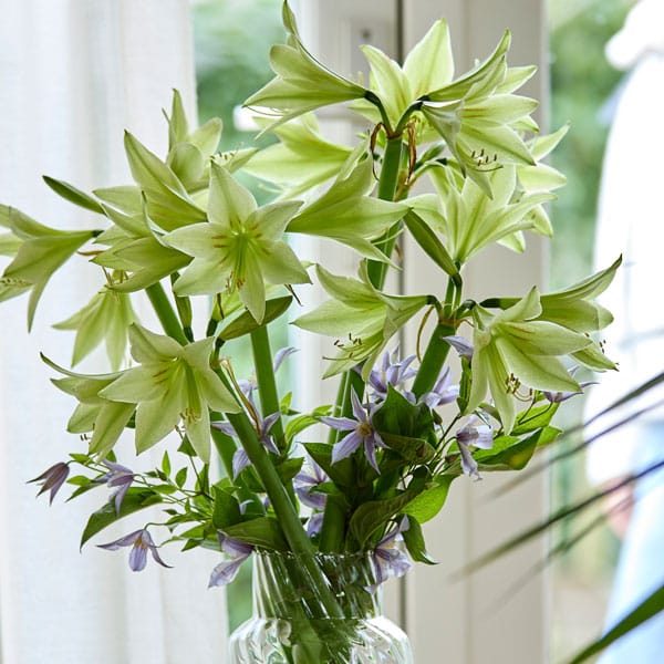 Hippeastrum Green Valley Hippeastrum Green Valley