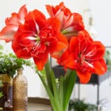 Hippeastrum Happy Nymph Hippeastrum Happy Nymph