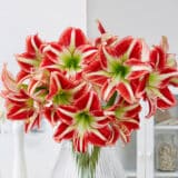 Hippeastrum Ocean Drive Hippeastrum Ocean Drive