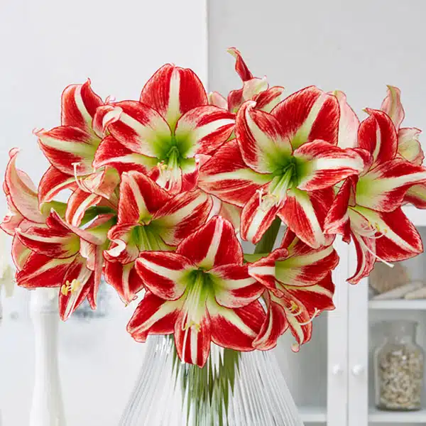 Hippeastrum Ocean Drive Hippeastrum Ocean Drive