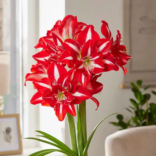 Hippeastrum Party Nymph Hippeastrum Party Nymph