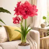 Hippeastrum Pink Symphony Pkhippsy - Garden Express Australia