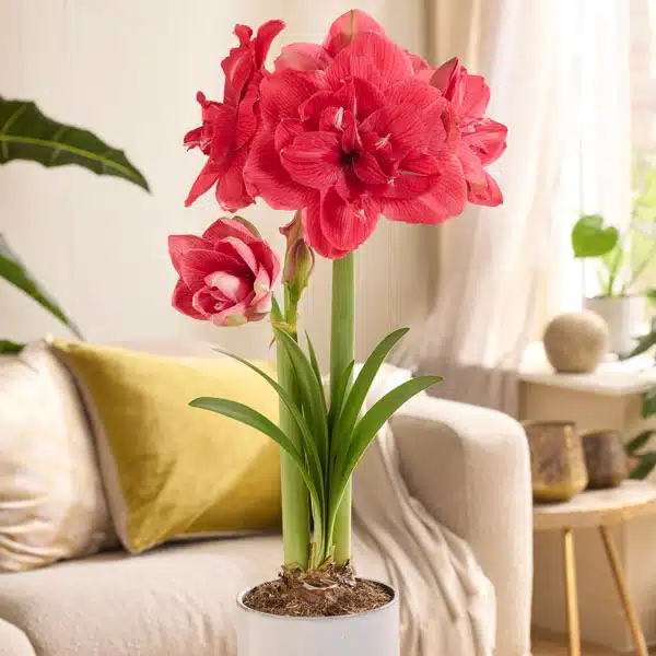 Hippeastrum Pink Symphony Hippeastrum Pink Symphony
