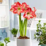 Hippeastrum Shining Star Pkhipshs - Garden Express Australia