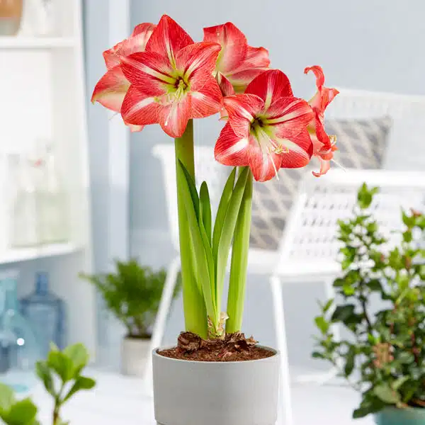 Hippeastrum Shining Star Hippeastrum Shining Star