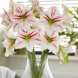 Hippeastrum Smoothie Hippeastrum Smoothie