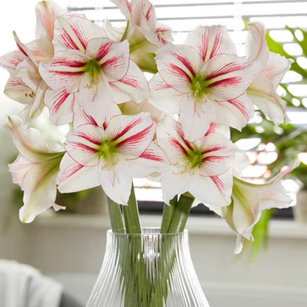 Hippeastrum Smoothie Hippeastrum Smoothie