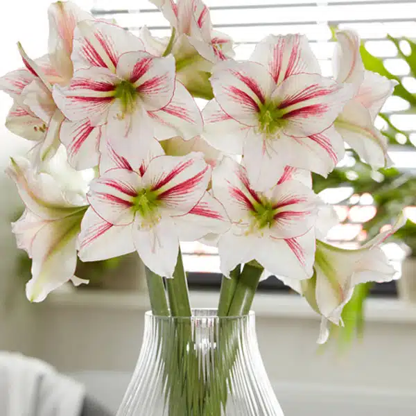 Hippeastrum Smoothie Hippeastrum Smoothie