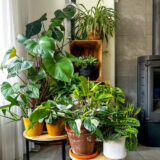 Indoor Plant Lucky Dip Colindld - Garden Express Australia