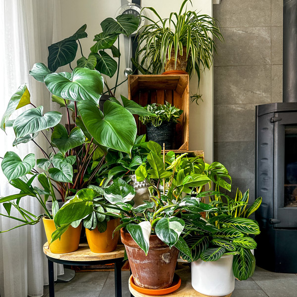 Indoor Plant Lucky Dip 5 Pack Indoor Plant Lucky Dip 5 Pack