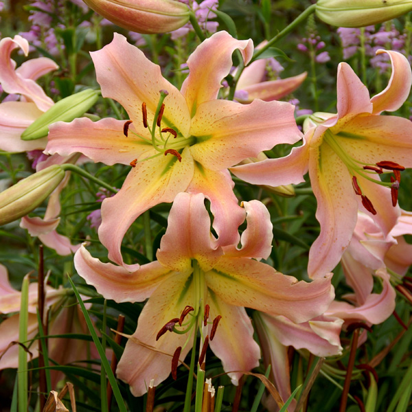 Lilium Elusive Lilium Elusive