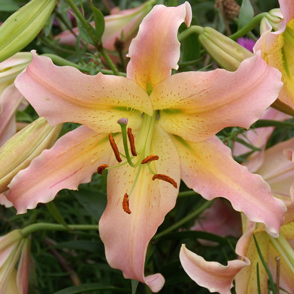 Lilium Elusive Lilium Elusive