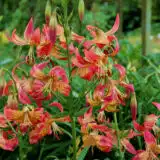 Lilium Fusion Lilium Fusion